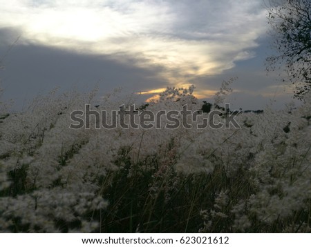 field white flowers and Grass view sunset