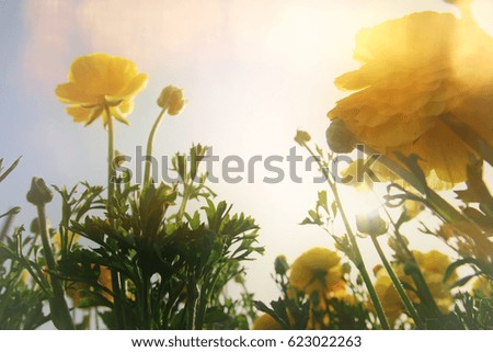 low angle Image of beautiful yellow spring flowers