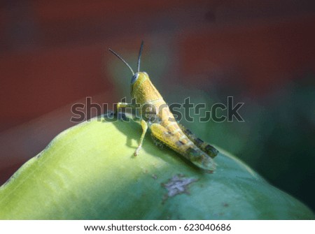 A photograph of a small grasshopper in Brisbane, Australia. 