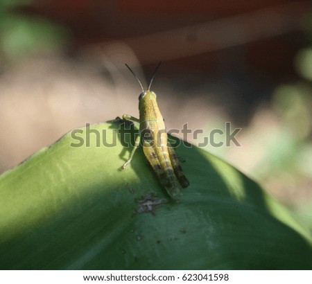 A photograph of a small grasshopper in Brisbane, Australia. 