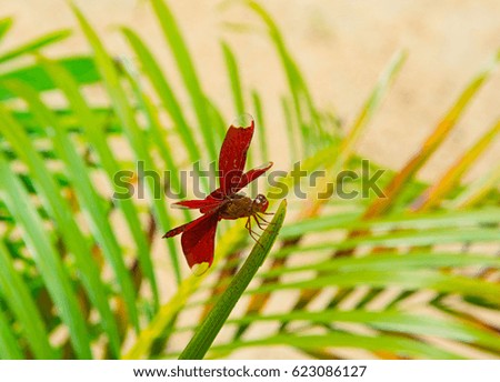 RED DRAGONFLY HOLDING ON GREEN LEAVES , BLURRY BACKGROUND