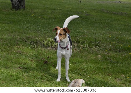 Fox hound poses elegantly for the picture