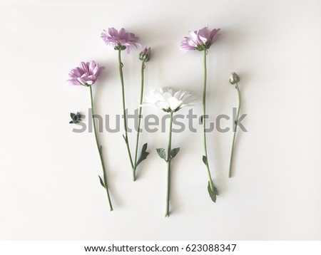 Styled minimal flat lay with spring flowers in pink and white color isolated on light background