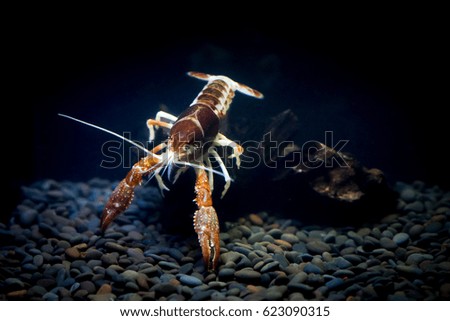 Crayfish orange ghost