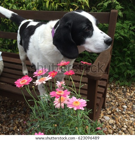 Black and white dog stood on a wooden bench in front of some flowers