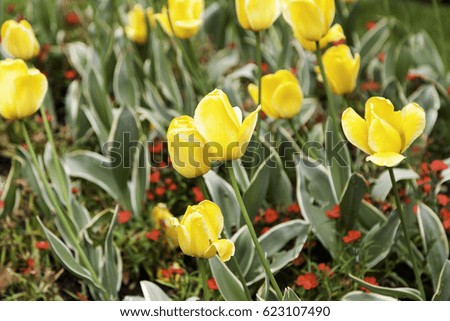 Yellow tulips in garden, plants and nature