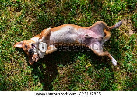 A small and sweet light brown and white dog is belly-up on a lawn with a rubber duck in the mouth. The photo is from above