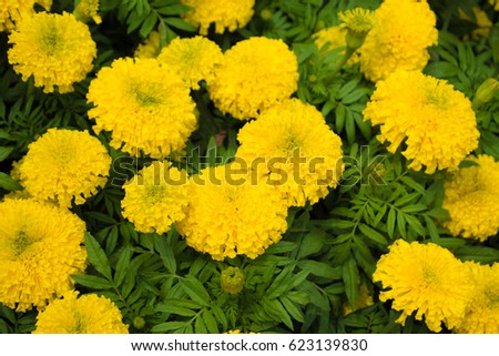 calendula Flower use for background