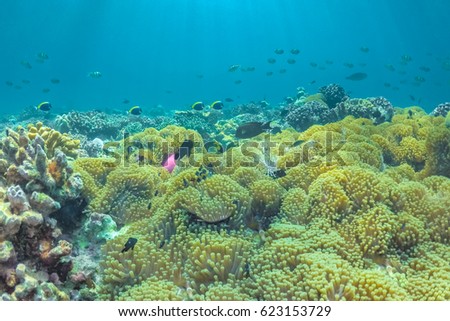 Underwater marine animals in natural habitat.