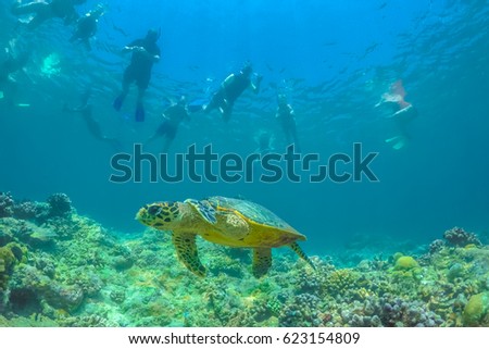 People watching wildlife animals underwater. Underwater photography of a sea turtle as marine animals in natural habitat. Chelonioidea