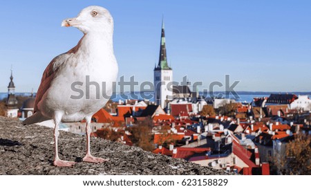 Gull on the background of the panorama of Tallinn, Estonia