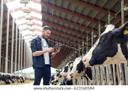 agriculture industry, farming, people, technology and animal husbandry concept - young man or farmer with tablet pc computer and cows in cowshed on dairy farm Royalty-Free Stock Photo #623160584
