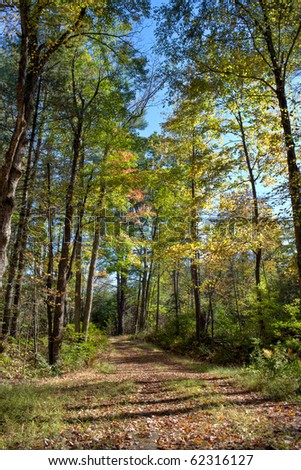 path through new england woods in early fall