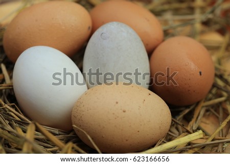 Close-up of fresh brown eggs on straw