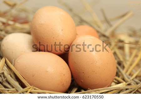Close-up of fresh brown eggs on straw