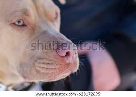 dog breeds the American pit bull Terrier red male