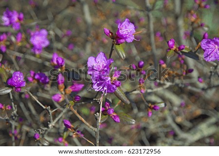 a beautiful shrub with lilac flowers, blooms in the spring, the Sun