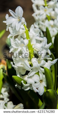 beautiful white flowers with green leaves. grapes hang on flower