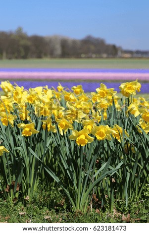 Yellow daffodils on a background of multi-colored flowering fields.
