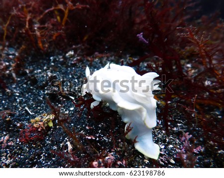 Sea slug in Izu Oshima Islands, Tokyo,