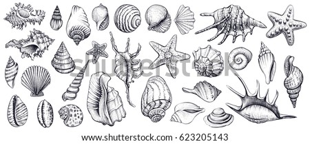 Seashells vector set. Hand drawn illustrations of engraved line. Collection of realistic sketches various mollusk sea shells different forms. Royalty-Free Stock Photo #623205143