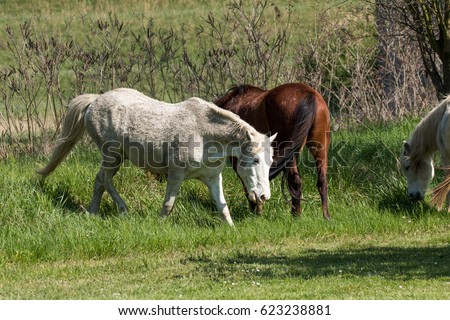 horses grazing animals typical comacchio Delta regional park of little emilia romagna Italy