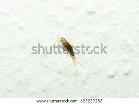 macro of a Silverfish on a white wall