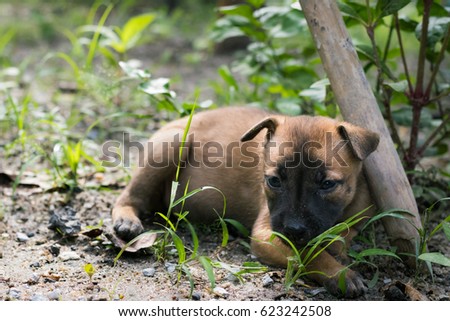 Brown puppy lying 