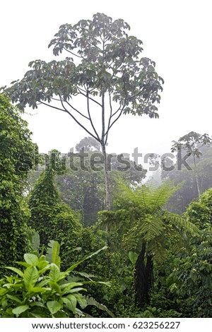 Gallery forest in the Amazon rainforest, Canande River Reserve, Choco forest, Ecuador