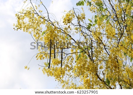 Golden Shower Flowers on Golden Shower Tree or Cassia fistula and sky