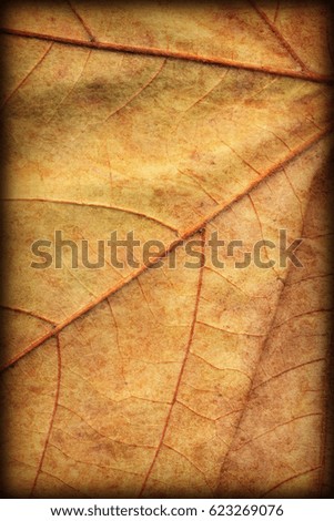 Autumn Dry Maple Leaves Vignetted Grunge Background Texture