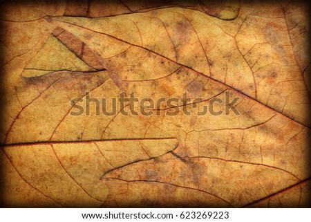 Autumn Dry Maple Leaves Vignetted Grunge Background Texture