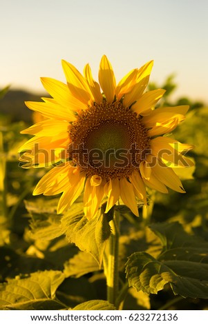 Vintage photo of sunflower in the field at sunset. Sunflower and beautiful blue sky with the vintage retro picture style.