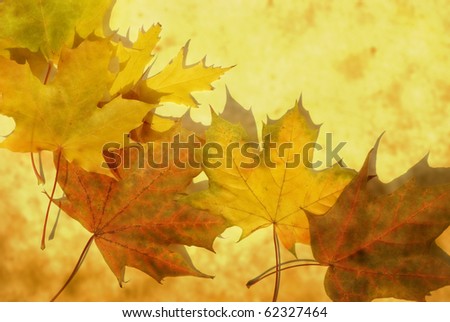 Photo of a autumn  leaf on a grunge background