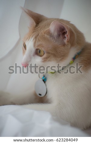 Cute and smart Thai cat called Lodchong