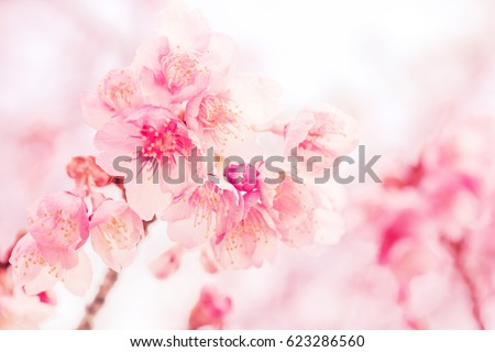 Cherry blossom in the pastel tone with soft blur background