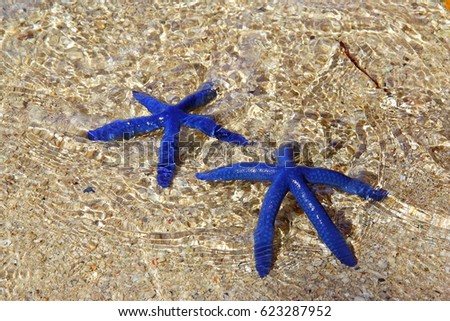 blue starfish, pair of blue star under the water on the rocks