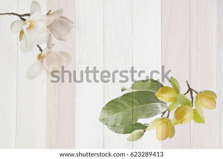 Beautiful magnolia flower on wooden background 
