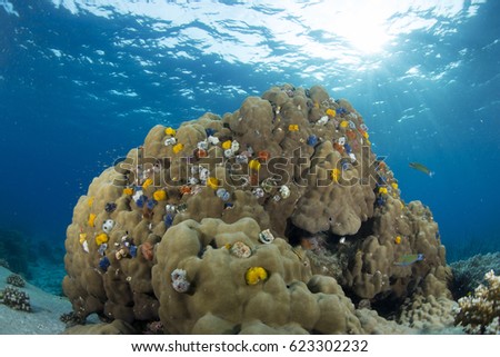 Christmas Tree Worm , growing in a calcareous tube on dome coral, Koh Tao , Gulf of Thailand South east Asia Tropical reef ,  Copy space for text layouts.