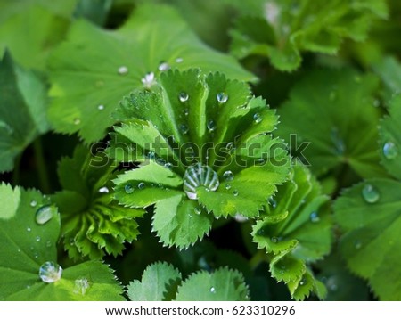 Lady's mantle - morning dew on the leaves Royalty-Free Stock Photo #623310296