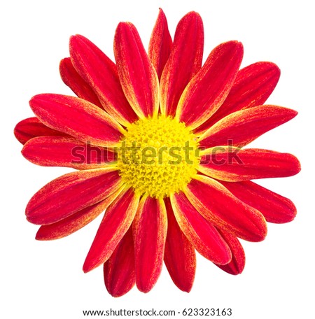 Red chrysanthemums daisy flower isolated on white with clipping path