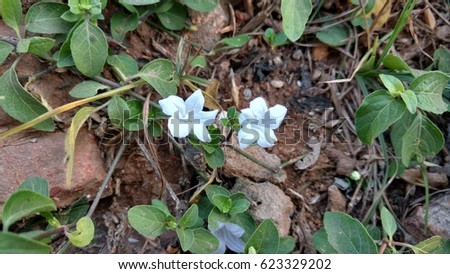 white trumpet, trumpet flower