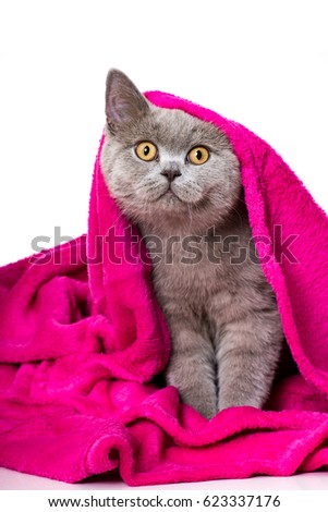 Young cat under a blanket
