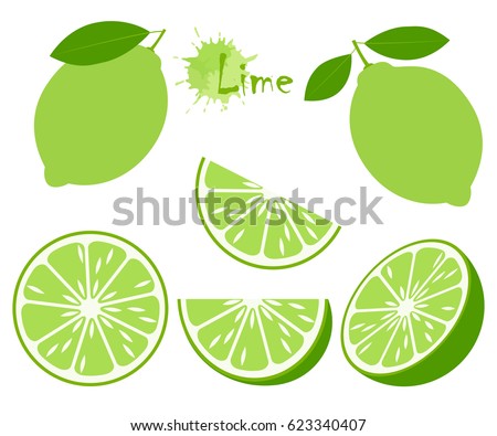 Lime with green leaves, slice citrus isolated on white background. Tropical fruits. Raw and vegetarian food. Vector illustration. Royalty-Free Stock Photo #623340407
