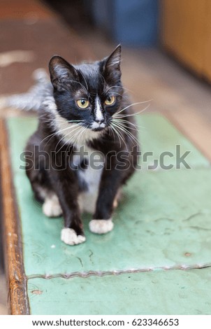 Portrait of a black cat with a white breast               