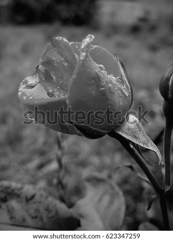 Roses with drops of rain. black and white 
