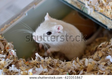Pure white gerbil sitting on wood-chip bedding in cage