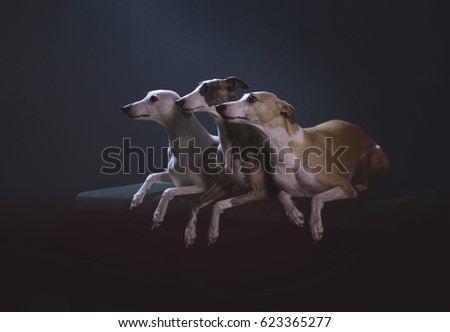 Three hunter whippet dog on sofa on dark background