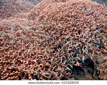 Chromis viridis and Stag-horn coral in amami-oshima island in Kagoshima, Japan