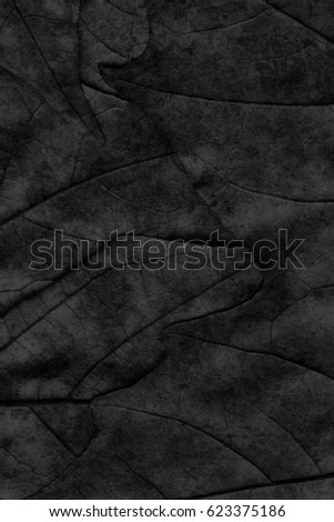 Autumn Fallen Dry Maple Leaves Black Grunge Background Texture